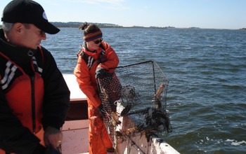 Scientists Jeff Shields and Anna Coffey of VIMS pull a crab pot from the water